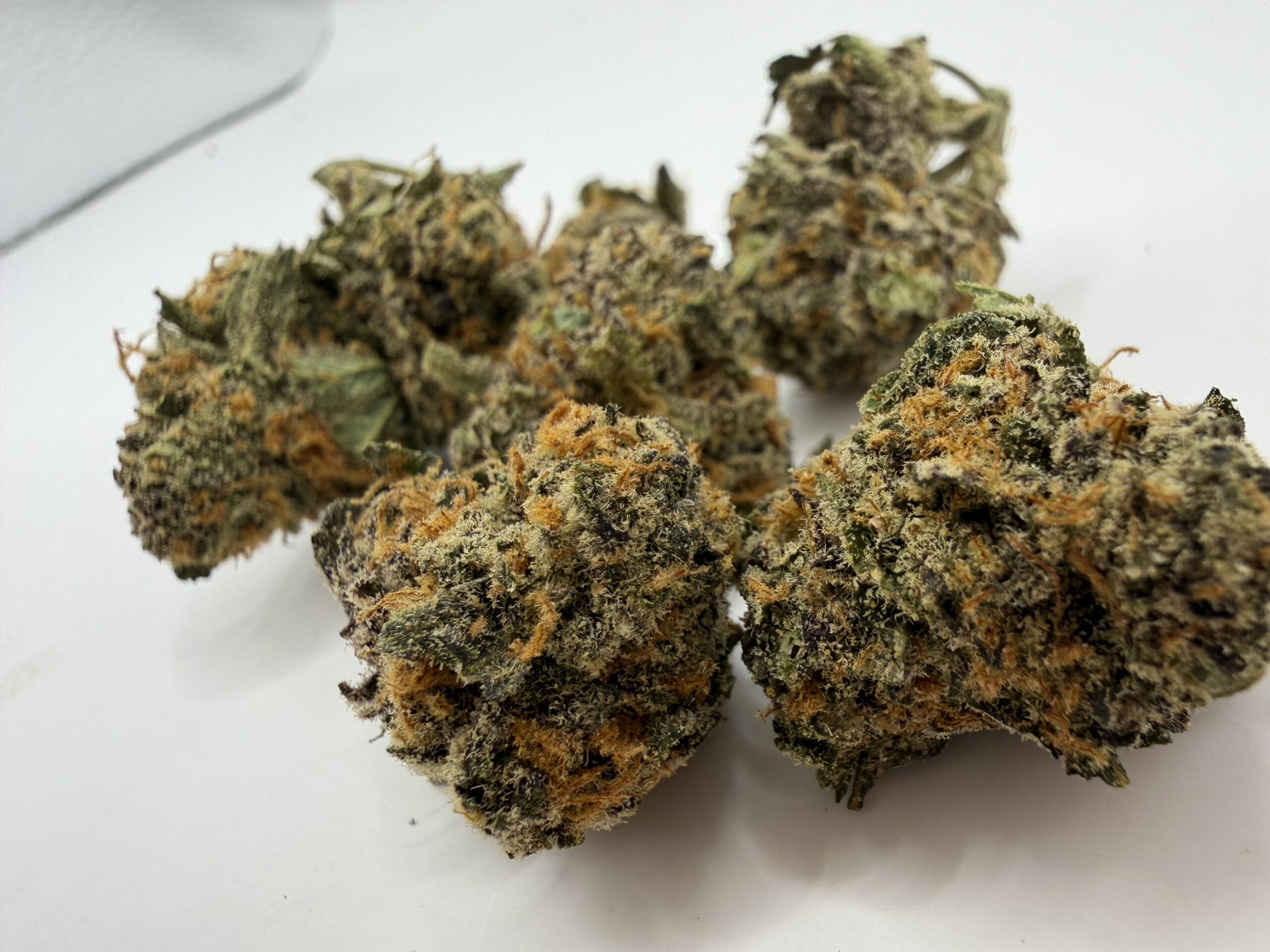 Blueberry Skunk - Image 4